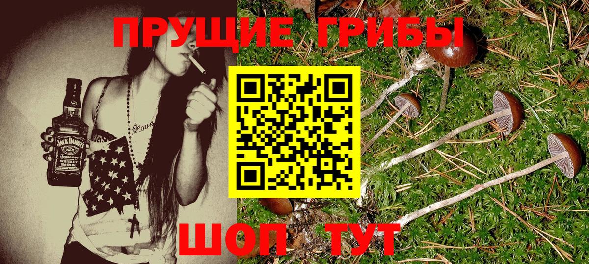 Галлюциногенные грибы Psilocybine cubensis Отрадный